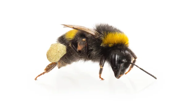 Abeja, aislada sobre blanco — Foto de Stock