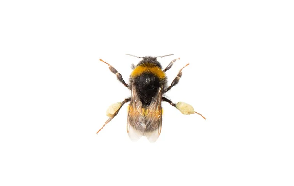 Abeille, isolée sur blanc — Photo