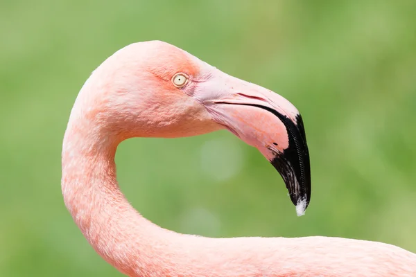 ピンクフラミンゴのクローズアップ — ストック写真