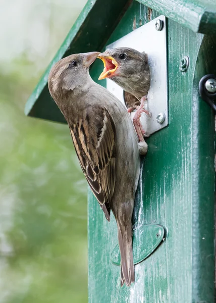 若いスズメの餌大人のすずめ — ストック写真