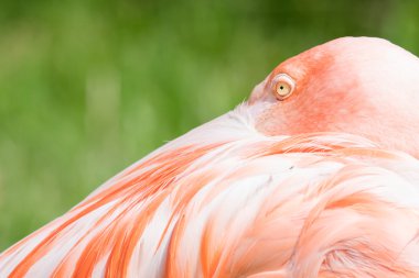 Pembe flamingo yakın plan.