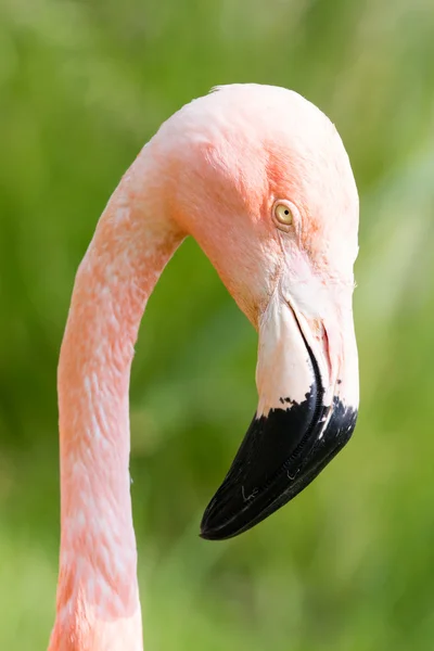 Rózsaszín flamingó közelkép — Stock Fotó