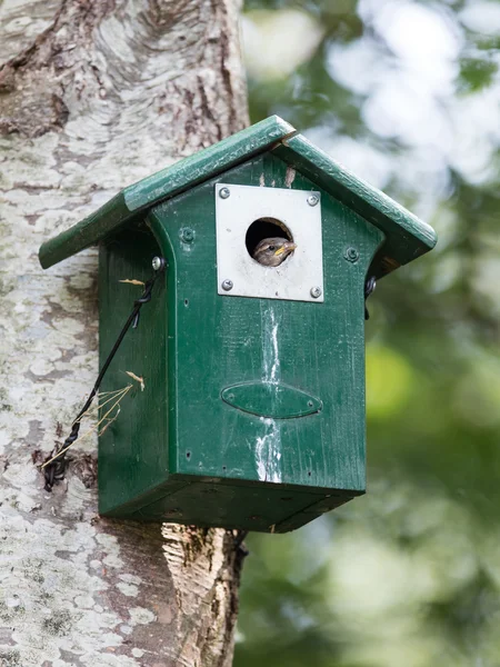 Jonge Mus zit in een vogelhuisje — Stockfoto