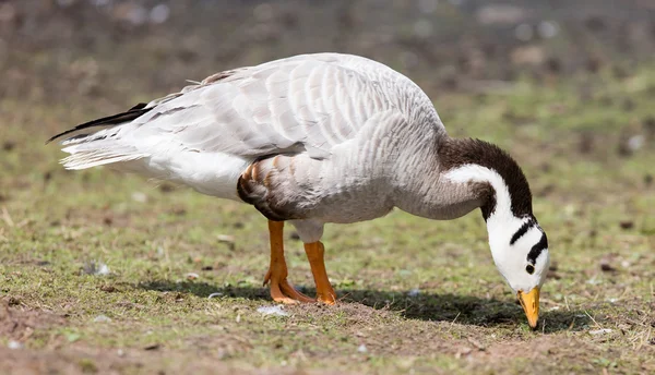 Тонкоголовый гусь (Anser indicus ) — стоковое фото