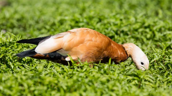 Canard roux dans l'herbe — Photo