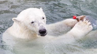 Bir polarbear (icebear yakın çekim)