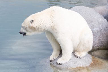 Bir polarbear (icebear yakın çekim)