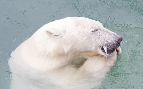 Крупный план белого медведя, поедающего рыбу — стоковое фото