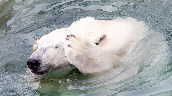 Divertido primer plano de un oso polar (oso de hielo ) — Foto de Stock