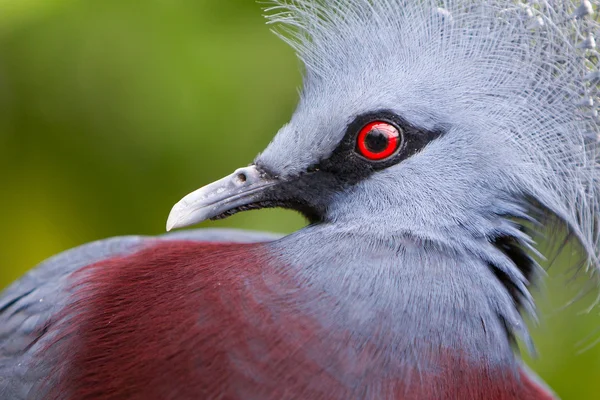 Victoria Coronado pájaro (Goura victoria ) — Foto de Stock