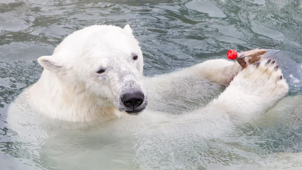 特写镜头的北极熊 (icebear) 免版税图库图片