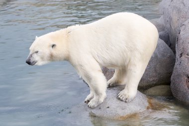 Bir polarbear (icebear yakın çekim)