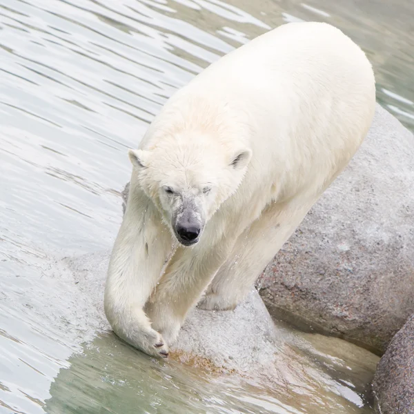 特写镜头的北极熊 (icebear) — 图库照片