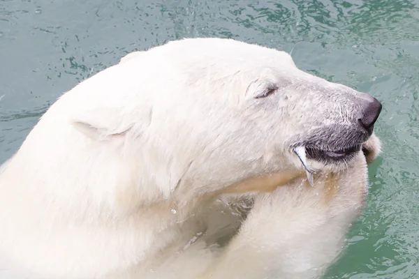 Primo piano di un orso polare (orso di ghiaccio) che mangia un pesce — Foto Stock