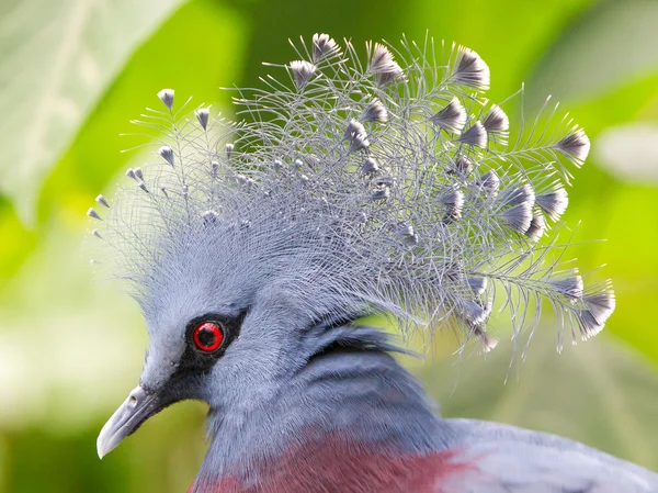 Коронованная птица Виктории (Goura victoria ) — стоковое фото