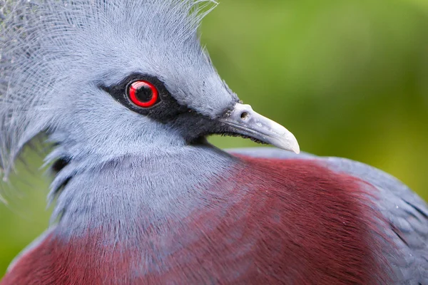 Oiseau couronné de Victoria (Goura victoria ) — Photo