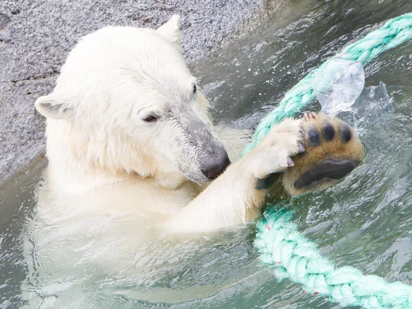 Szczelnie-do góry polarbear (icebear) Zdjęcie Stockowe