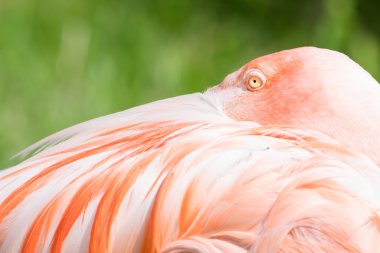 Pembe flamingo yakın plan.