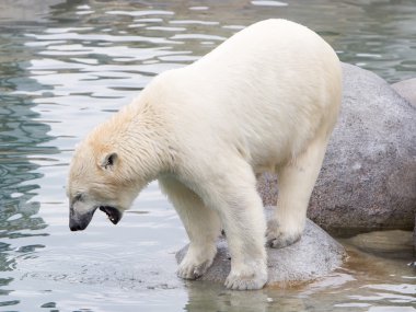 Bir polarbear (icebear yakın çekim)