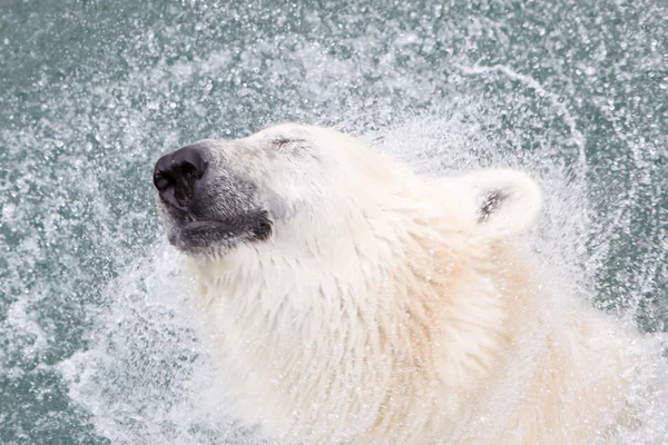 Close-up of a polarbear (icebear), selective focus on the eye — Stock Photo, Image