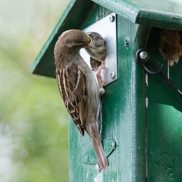 Pardal adulto alimentando um pardal jovem — Fotografia de Stock