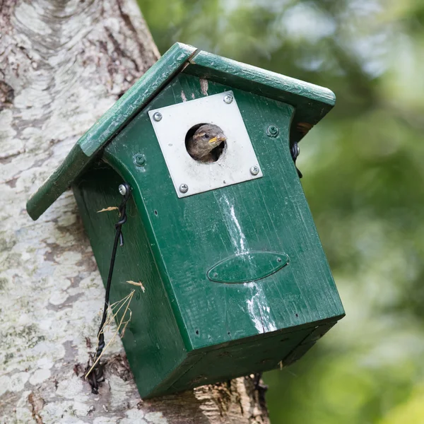 Νέοι σπουργίτι που κάθεται σε ένα birdhouse — Φωτογραφία Αρχείου