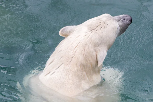 Close-up of a polarbear (icebear) Stock Picture