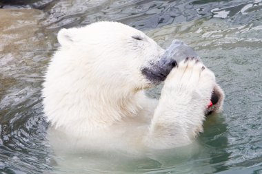 Bir polarbear (icebear yakın çekim)