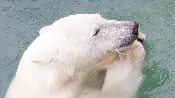 Primer plano de un oso polar (oso de hielo) comiendo un pescado —  Fotos de Stock
