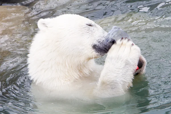 Primo piano di un orso polare (orso di ghiaccio ) — Foto Stock