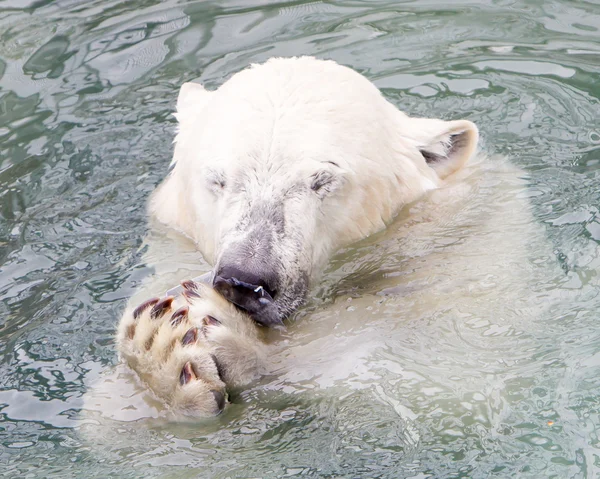 Primer plano de un oso polar (oso de hielo ) —  Fotos de Stock