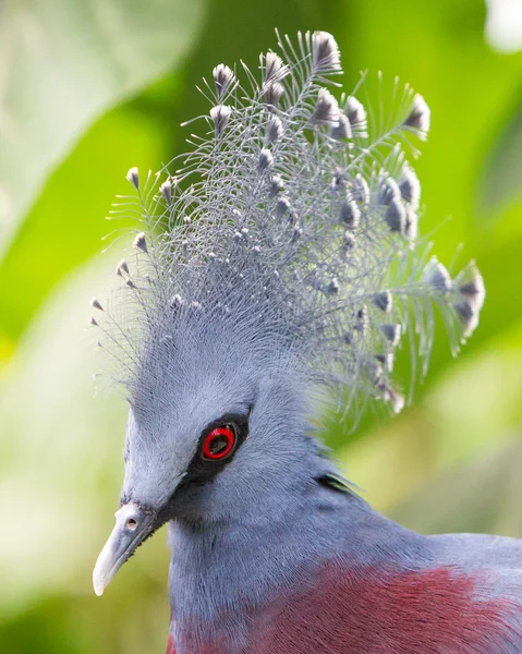 Вікторія коронований птах (goura Вікторія) — стокове фото