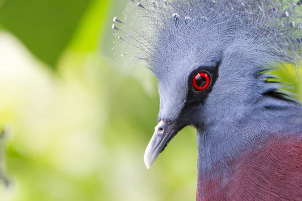 Oiseau couronné de Victoria (Goura victoria ) — Photo