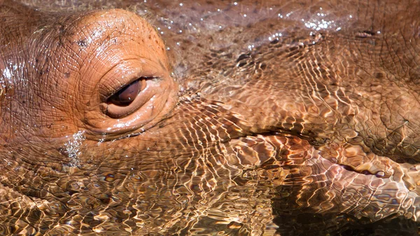 Глаз бегемота в воде — стоковое фото
