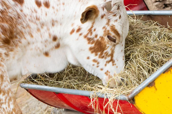 건초를 먹고 소의 클로즈업 — 스톡 사진