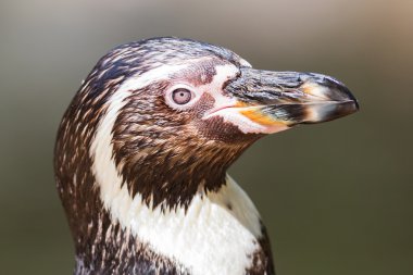 Close-Up humboldt pengueni