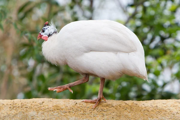 Vit pärlhöns — Stockfoto