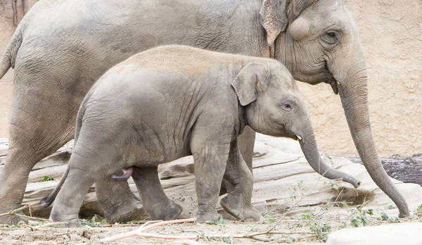 Joven elefante asiático (Elephas maximus ) — Foto de Stock