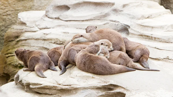 Lazy group of Asian small-clawed otter — Stock Photo, Image