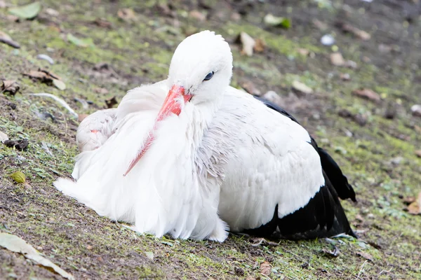 コウノトリ、草原の上に座って — ストック写真