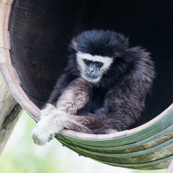 Gibbon main blanche assis dans un tonneau — Photo