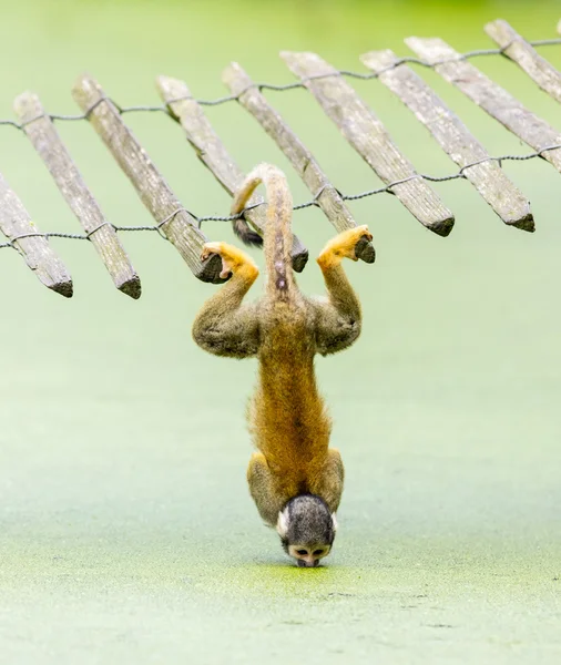 Squirrel monkey - drinking water up-side down — Stock Photo, Image