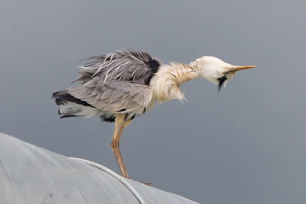 Blauwe reiger op een dak — Stockfoto