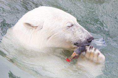 Bir polarbear (icebear yakın çekim)