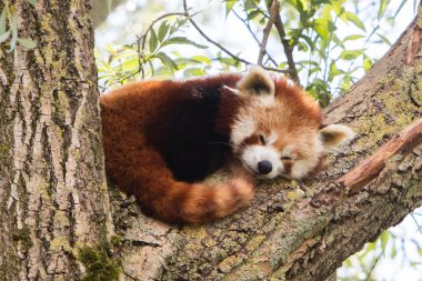 Red panda uyuklayan