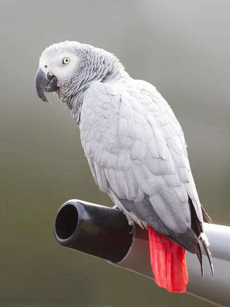 African Grey Parrot (Psittacus erithacus) — Stock Photo, Image
