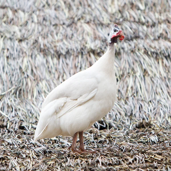 White guinea fowl — Stock Photo, Image