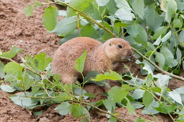 Perro de la pradera de cola negra sosteniendo una ramita con hojas —  Fotos de Stock