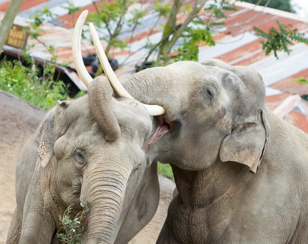 Twee volwassen Aziatische olifanten knuffelen — Stockfoto