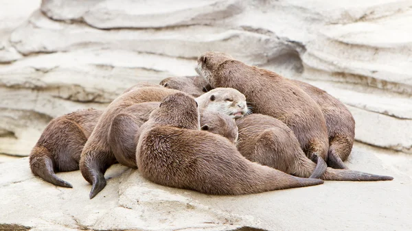 Lata grupp av asiatiska små-klöst otter — Stockfoto